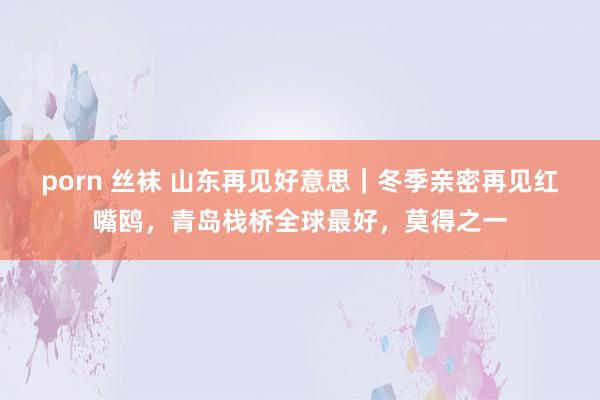 porn 丝袜 山东再见好意思｜冬季亲密再见红嘴鸥，青岛栈桥全球最好，莫得之一